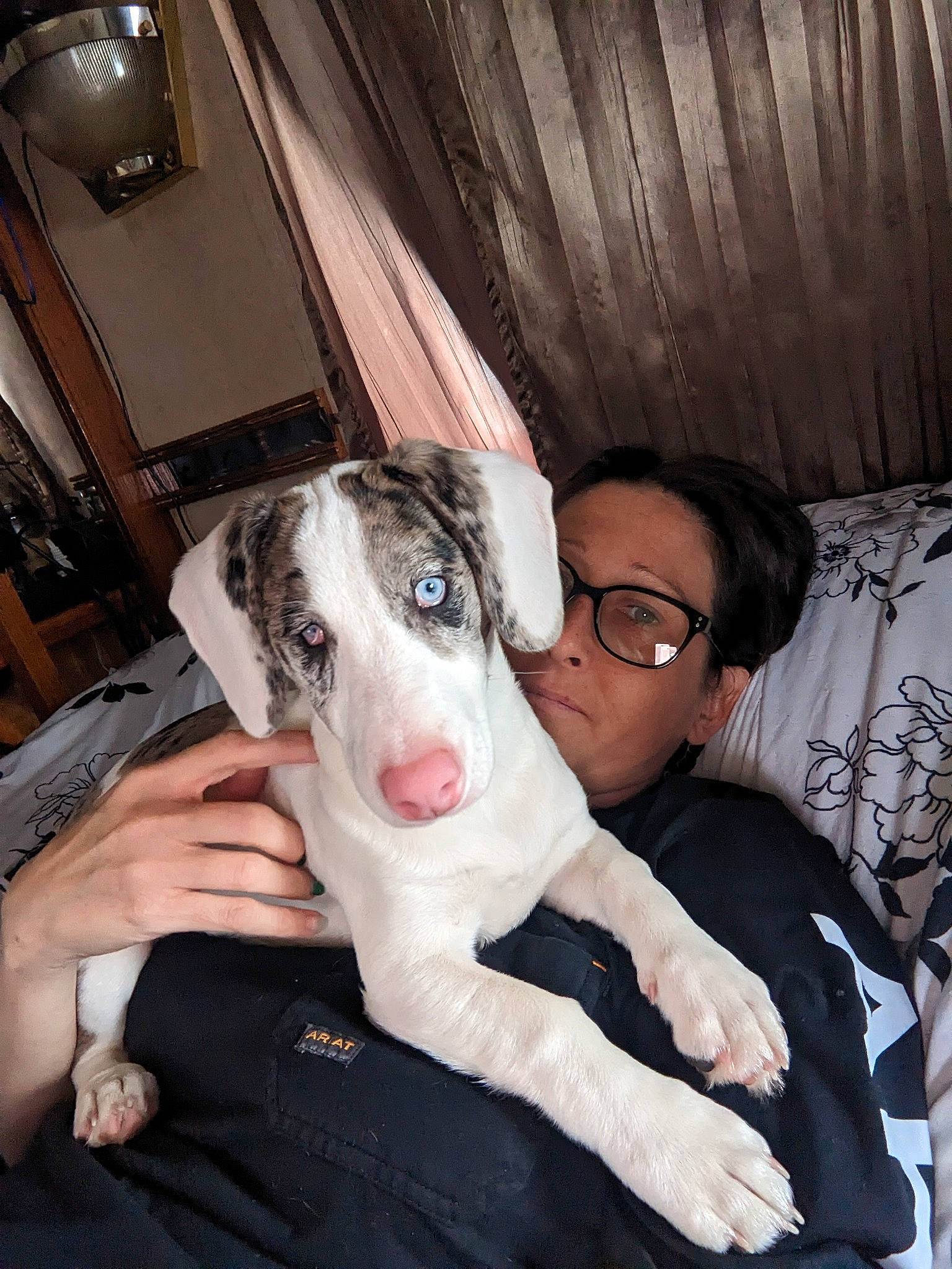 Tallulah is registered to the contest to win money with this photo: canidae, carnivore, companion_dog, dog, dog_breed, eyewear, fawn, felidae, flash_photography, formal_wear, fun, fur, guard_dog, non_sporting_group, snout, sporting_group, whiskers, working_animal