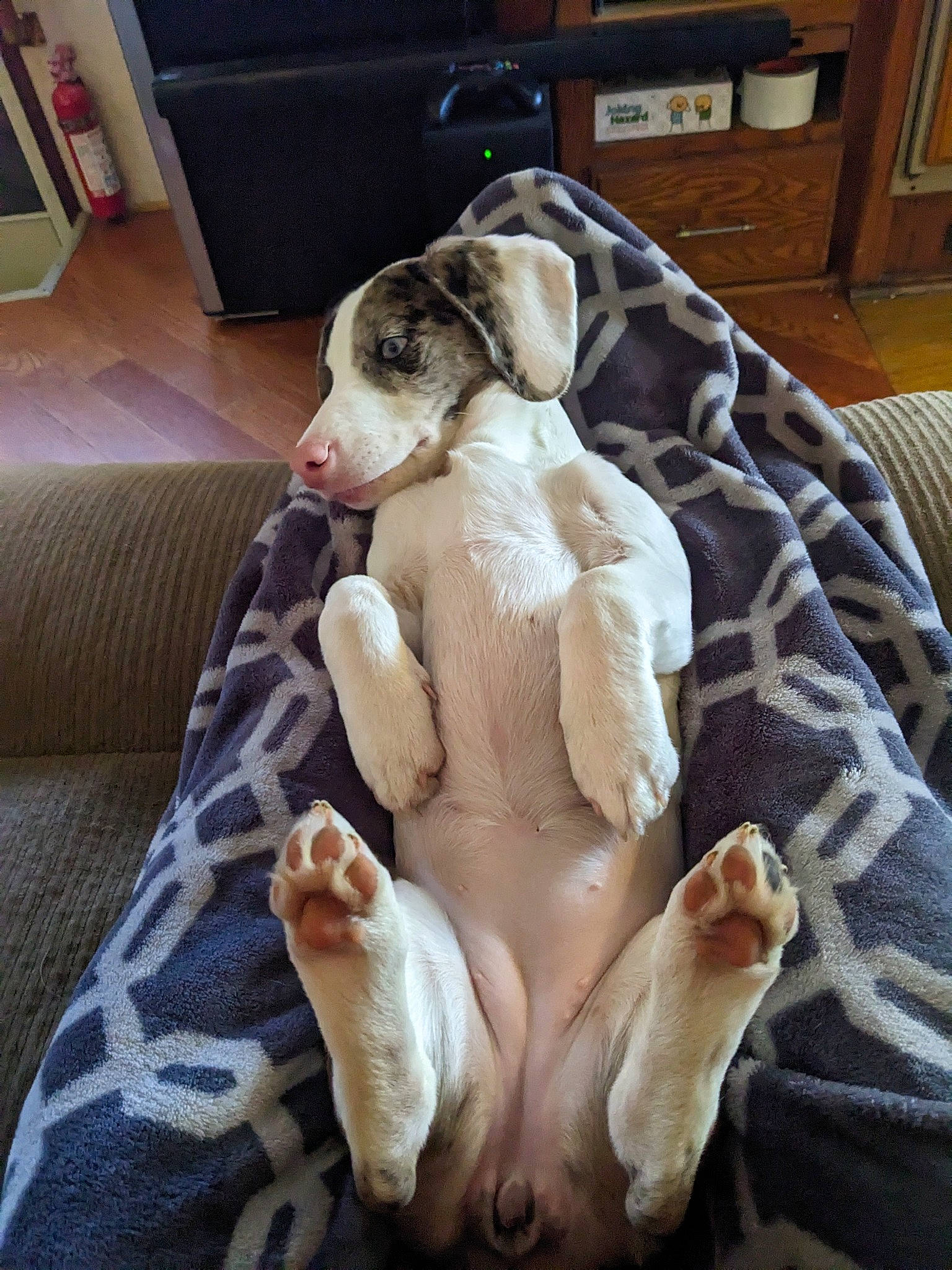 Tallulah is registered to the contest to win money with this photo: carnivore, comfort, companion_dog, couch, dog, dog_breed, fawn, felidae, flooring, fur, human_leg, linens, paw, picture_frame, room, sporting_group, tail, television, toy_dog, working_animal