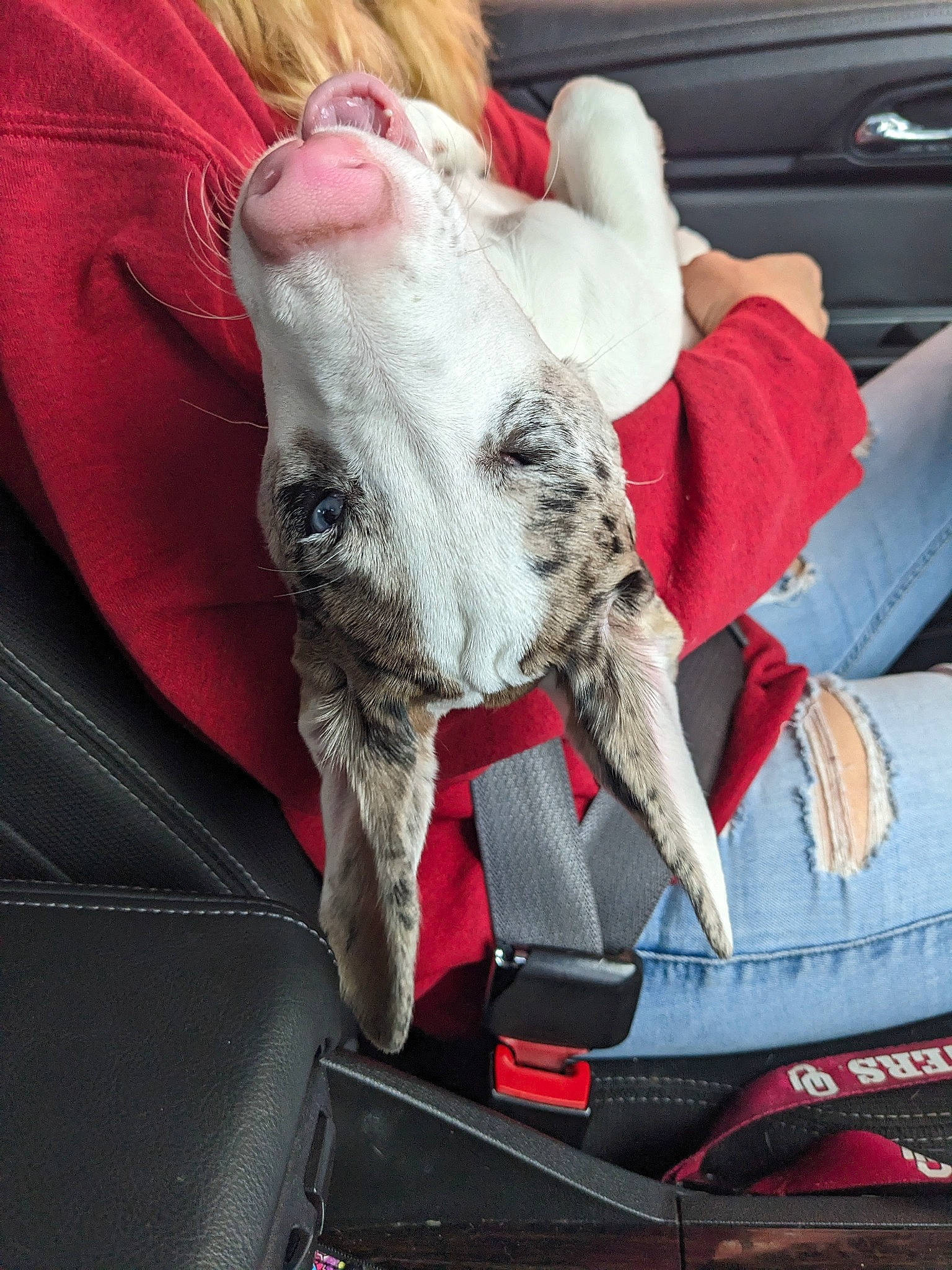 Tallulah joined the competition — help win amazing prizes! automotive_exterior, canidae, carmine, carnivore, comfort, companion_dog, couch, dog, dog_breed, fawn, felidae, fur, human_leg, lap, nap, non_sporting_group, snout, sporting_group, vehicle_door, whiskers