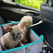 Bella is registered to the contest to win money with this photo: car_interior, car_seat, companions, cute, dog, dog_collar, french_bulldog, fur, greenery, leather_seat, pet, pet_booster, pets_in_car, puppy, seat_back, small_dog, sunlight, travel, vehicle, window