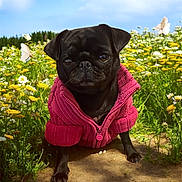 Fiona a rejoint le concours — aidez-le/la à gagner de superbes lots ! animal, black_dog, blue_sky, butterfly, cute, dirt_path, dog, fauna, flora, flower_field, greenery, nature, outdoor, pet, pink_sweater, pug, small_dog, spring, sunny, wildflowers