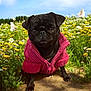 animal, black_dog, blue_sky, butterfly, cute, dirt_path, dog, fauna, flora, flower_field, greenery, nature, outdoor, pet, pink_sweater, pug, small_dog, spring, sunny, wildflowers