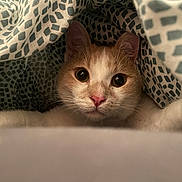 Maurice a rejoint le concours — aidez-le/la à gagner de superbes lots ! cat, animal, pet, cute, blanket, fur, whiskers, ears, face, eyes, nose, indoor, cozy, pattern, soft, resting, curious, closeup, mammal, comfort