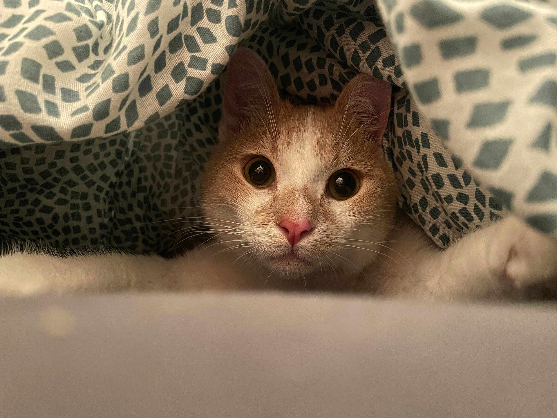 Maurice a rejoint le concours — aidez-le/la à gagner de superbes lots ! cat, animal, pet, cute, blanket, fur, whiskers, ears, face, eyes, nose, indoor, cozy, pattern, soft, resting, curious, closeup, mammal, comfort