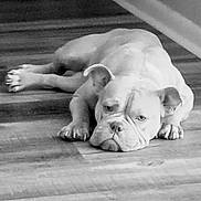 Coco is registered to the contest to win money with this photo: animal, bulldog, canine, dog, domestic, ears, flooring, grumpy, hallway, indoor, lying_down, monochrome, nails, pet, quiet, relaxed, resting, tired, wooden_floor, wrinkles