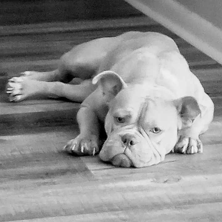 Coco is registered to the contest to win money with this photo: animal, bulldog, canine, dog, domestic, ears, flooring, grumpy, hallway, indoor, lying_down, monochrome, nails, pet, quiet, relaxed, resting, tired, wooden_floor, wrinkles