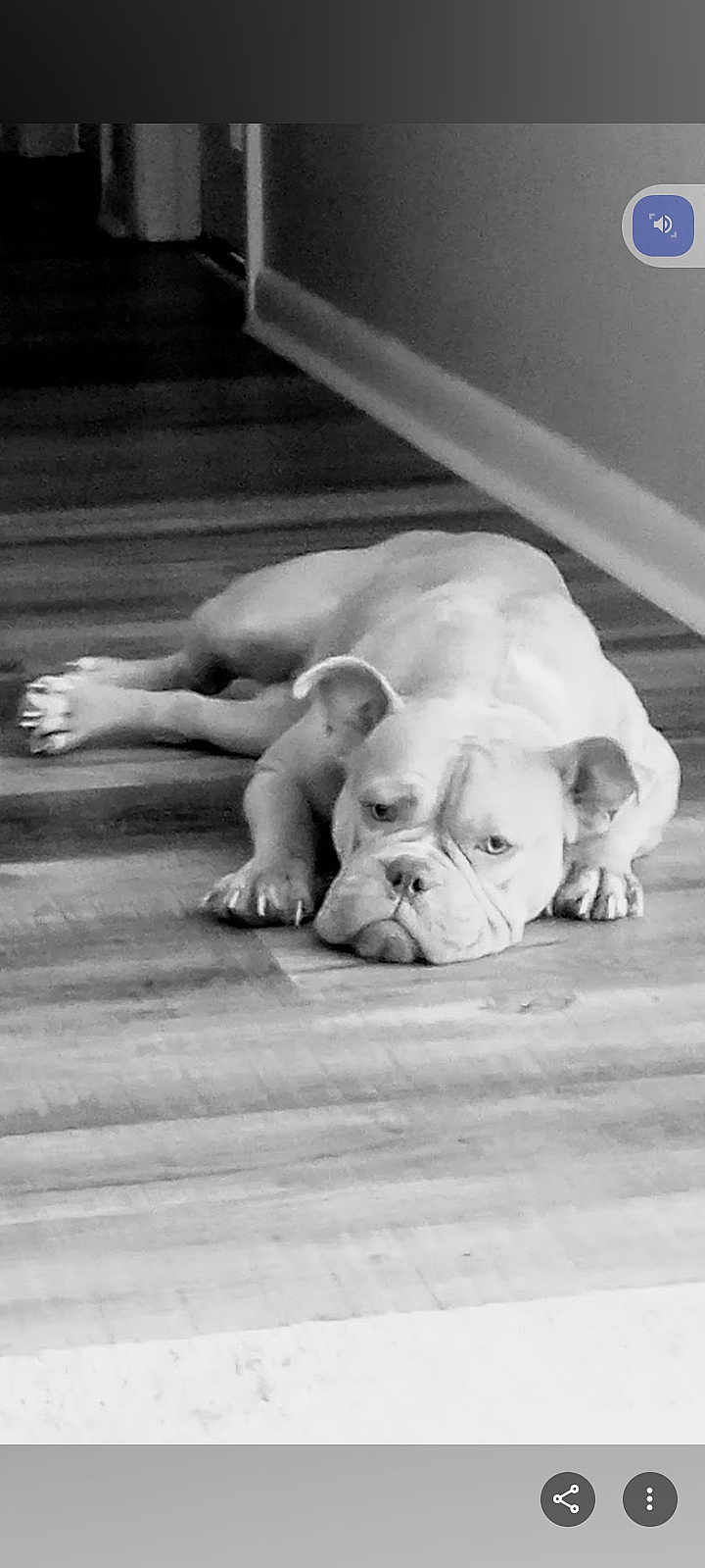Coco is registered to the contest to win money with this photo: animal, bulldog, canine, dog, domestic, ears, flooring, grumpy, hallway, indoor, lying_down, monochrome, nails, pet, quiet, relaxed, resting, tired, wooden_floor, wrinkles