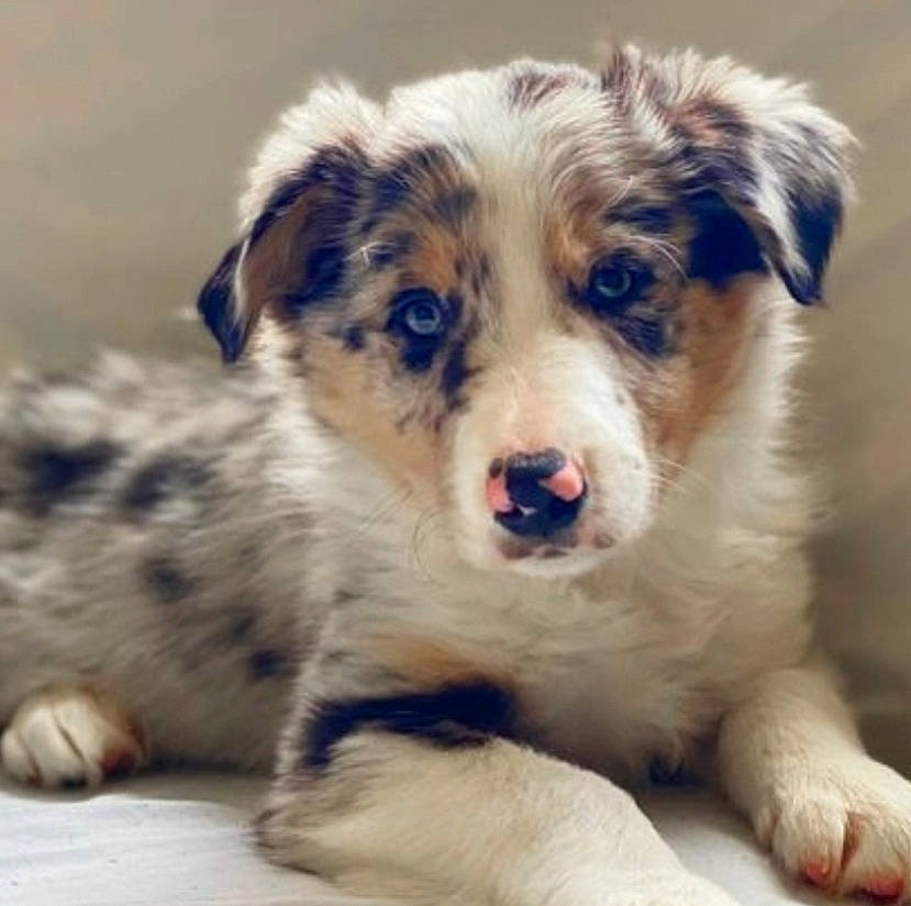 Darcy is registered to the contest to win money with this photo: canidae, carnivore, companion_dog, dog, dog_breed, fur, herding_dog, miniature_australian_shepherd, puppy, small_terrier, sporting_group, terrestrial_animal, terrier, texas_heeler, toy_dog, whiskers, working_animal, working_dog