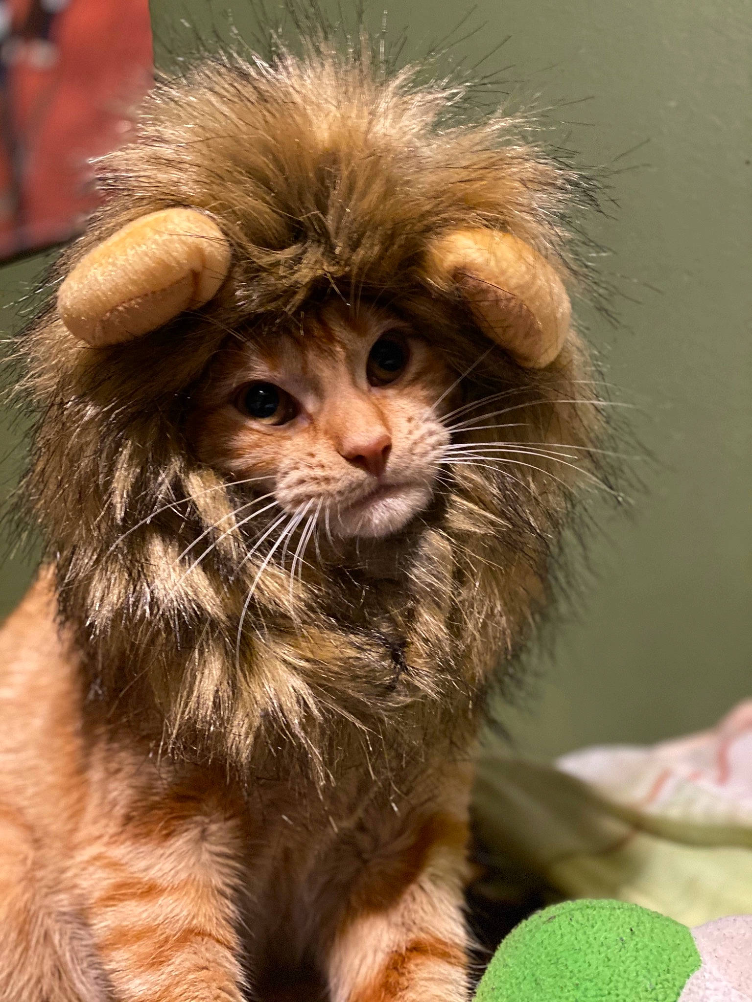 Oscer is registered to the contest to win money with this photo: beige, blond, brown, carnivore, cat, close_up, fawn, felidae, fur, iris, kitten, liver, macro_photography, organism, skin, small_to_medium_sized_cats, snout, terrestrial_animal, vertebrate, whiskers