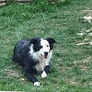 Laika a rejoint le concours — aidez-le/la à gagner de superbes lots ! animal, backyard, ball, canine, collie, dog, football, grass, lawn, nature, outdoors, pet, plant, puppy, soccer, soccerball, sport, tennis, tennisball, yard