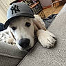 adorable, animal, baseball_cap, blanket, canine, close_up, couch, cozy, curious, dog, face, furniture, golden_retriever, hat, indoor, living_room, paw, pet, puppy, relaxed