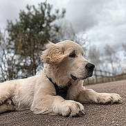 Saïko participe au concours pour gagner de l'argent avec cette photo : animal, canine, cloudy_sky, collar, dog, ears, fur, golden_retriever, mammal, nature, outdoor, path, pavement, pet, puppy, relaxed, resting, side_view, trees, young