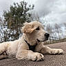 animal, canine, cloudy_sky, collar, dog, ears, fur, golden_retriever, mammal, nature, outdoor, path, pavement, pet, puppy, relaxed, resting, side_view, trees, young