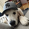 animal, black_nose, cap, close_up, couch, cozy, cute, dog, face, fur, golden_retriever, hat, indoors, paw, pet, portrait, puppy, relaxed, resting, whiskers