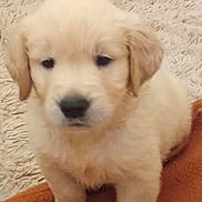 Saïko participe au concours pour gagner de l'argent avec cette photo : puppy, golden_retriever, dog, cute, fluffy, brown_blanket, carpet, indoor, young_dog, pet, animal, small, fur, sitting, adorable, canine, mammal, companion, domestic_animal, young