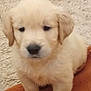 puppy, golden_retriever, dog, cute, fluffy, brown_blanket, carpet, indoor, young_dog, pet, animal, small, fur, sitting, adorable, canine, mammal, companion, domestic_animal, young