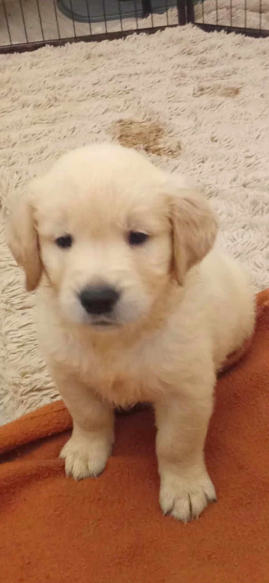Saïko participe au concours pour gagner de l'argent avec cette photo : puppy, golden_retriever, dog, cute, fluffy, brown_blanket, carpet, indoor, young_dog, pet, animal, small, fur, sitting, adorable, canine, mammal, companion, domestic_animal, young