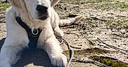 Saïko a rejoint le concours — aidez-le/la à gagner de superbes lots ! animal, canine, close_up, collar, daylight, dirt, dog, ears, fur, golden_retriever, grass, leash, lying_down, muzzle, nature, outdoor, pet, puppy, sunlight, young_dog