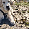 animal, canine, close_up, collar, daylight, dirt, dog, ears, fur, golden_retriever, grass, leash, lying_down, muzzle, nature, outdoor, pet, puppy, sunlight, young_dog