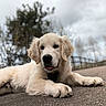 animal, canine, close_up, cloudy, cute, dog, fur, golden_retriever, lying_down, mammal, nature, outdoor, pavement, pet, puppy, resting, sky, tongue_out, trees, young