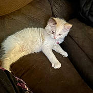 Mocha is registered to the contest to win money with this photo: kitten, cat, white_fur, collar, bell, couch, brown, furniture, pet, animal, indoor, curious, soft, fluffy, relaxed, resting, young, cute, small, domestic_cat