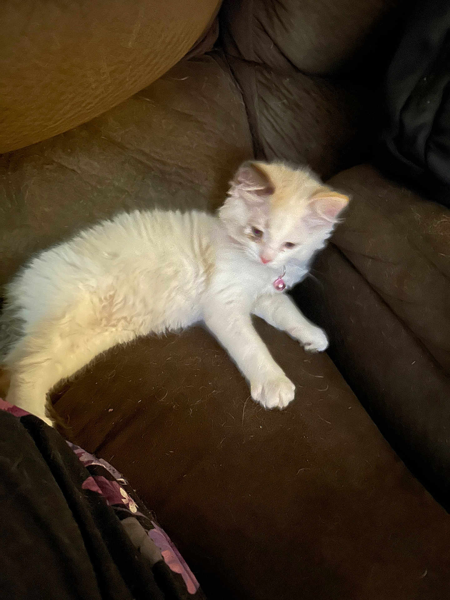 Mocha is registered to the contest to win money with this photo: kitten, cat, white_fur, collar, bell, couch, brown, furniture, pet, animal, indoor, curious, soft, fluffy, relaxed, resting, young, cute, small, domestic_cat