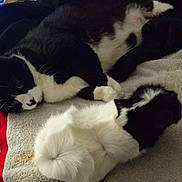Jinx is registered to the contest to win money with this photo: cat, black_and_white, feline, towel, indoor, resting, curled_up, fur, domestic_animal, pet, cozy, relaxed, animal, laying_down, whiskers, tail, sleepy, household, laundry_basket, blanket