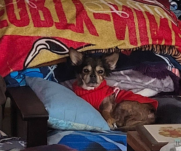 Bingo is registered to the contest to win money with this photo: bedding, carnivore, comfort, companion_dog, couch, dog, dog_breed, dog_supply, fawn, felidae, fur, linens, mammal, pillow, room, sleeve, small_to_medium_sized_cats, textile, throw_pillow, toy_dog