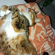 Oasis participe au concours pour gagner de l'argent avec cette photo : cat, feline, pet, sleeping, resting, fur, whiskers, paws, blanket, pattern, indoor, cozy, relaxed, cute, animal, tabby, orange, white, striped, domestic