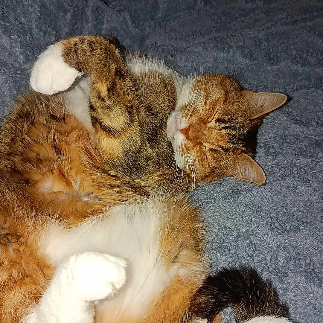 Oasis a rejoint le concours — aidez-le/la à gagner de superbes lots ! animal, blanket, cat, comfort, cozy, cute, domestic_cat, feline, fur, indoor, paws, pet, relaxed, resting, sleeping, soft, tabby, tail, two_cats, white_paws