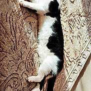 Yuki participe au concours pour gagner de l'argent avec cette photo : cat, black_and_white, sleeping, carpet, indoor, paw, tail, fur, relaxed, resting, pet, mammal, cozy, floor, animal, cute, whiskers, home, pattern, sunlight