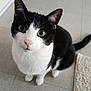Yuki participe au concours pour gagner de l'argent avec cette photo : cat, black_and_white, green_eyes, pet, animal, indoor, floor, curious, looking_up, feline, whiskers, ears, tail, cute, domestic, mammal, close_up, portrait, sitting, tile_floor