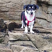 Luna participe au concours pour gagner de l'argent avec cette photo : dog, animal, pet, outdoor, rock, stone, nature, happy, black_and_white, canine, harness, smiling, portrait, standing, fur, ears, tongue, daylight, wild, adventure