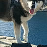 adventure, animal, black_and_white, canine, cliff, dog, happy, harness, husky, leash, nature, outdoor, pet, pouch, rock, sea, stone_ledge, sunlight, tongue_out, water