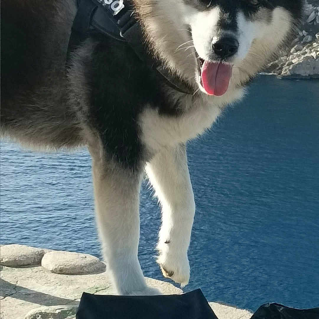 Jango participe au concours pour gagner de l'argent avec cette photo : adventure, animal, black_and_white, canine, cliff, dog, happy, harness, husky, leash, nature, outdoor, pet, pouch, rock, sea, stone_ledge, sunlight, tongue_out, water