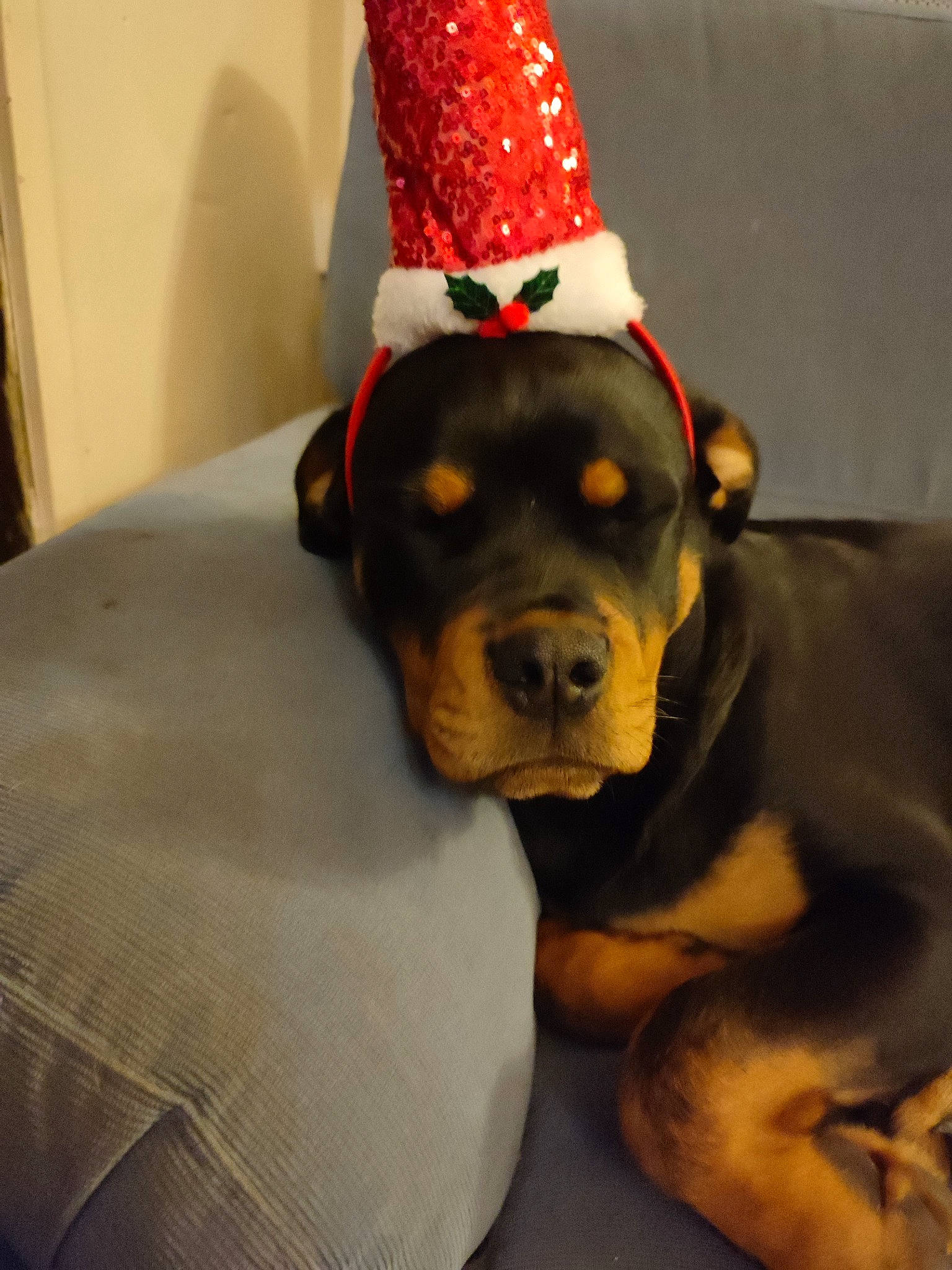 Hera participe au concours pour gagner de l'argent avec cette photo : canidae, carmine, carnivore, collar, companion_dog, costume_hat, dog, dog_breed, dog_clothes, dog_supply, ear, fawn, fur, guard_dog, molosser, party_hat, snout, sporting_group, whiskers, working_animal