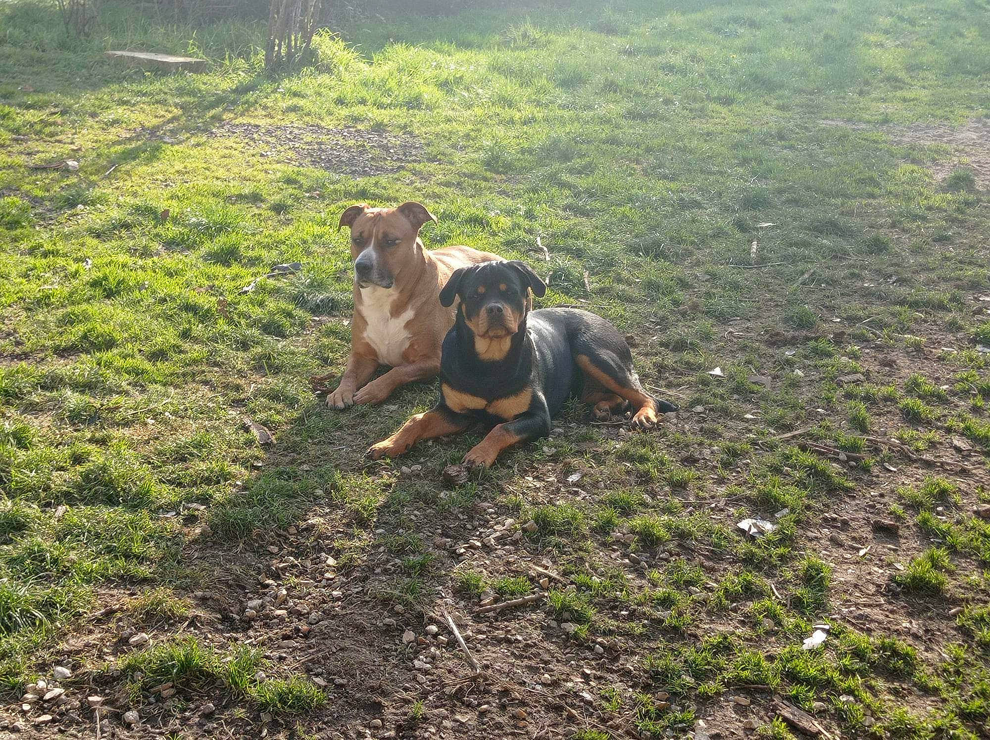 Hera participe au concours pour gagner de l'argent avec cette photo : agriculture, carnivore, companion_dog, dog, dog_breed, fawn, field, grass, grassland, grazing, hill, landscape, meadow, pasture, plant, prairie, snout, soil, terrestrial_animal, working_animal