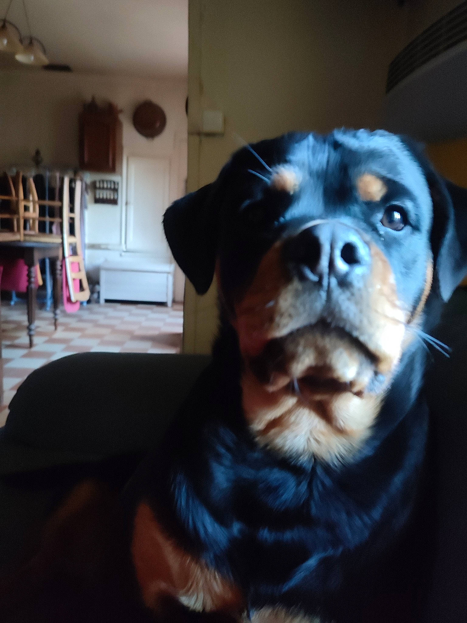 Hera participe au concours pour gagner de l'argent avec cette photo : canidae, carnivore, companion_dog, dog, dog_breed, electric_blue, fawn, flooring, fur, guard_dog, jaw, puppy, room, snout, sporting_group, terrestrial_animal, toy_dog, whiskers, working_animal, working_dog