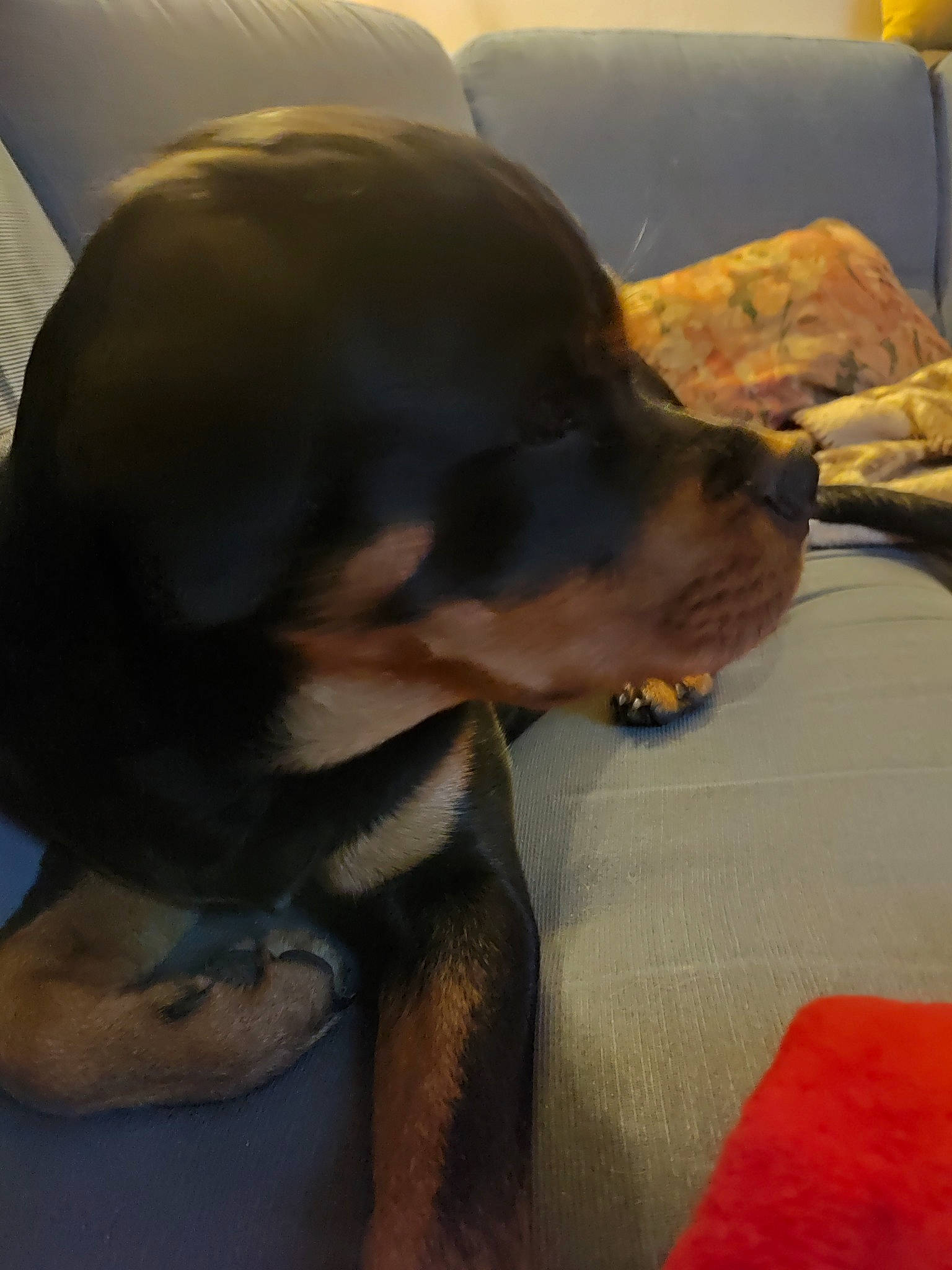 Hera a rejoint le concours — aidez-le/la à gagner de superbes lots ! canidae, carnivore, collar, comfort, companion_dog, dog, dog_breed, ear, fawn, flooring, fur, guard_dog, hunting_dog, liver, paw, pet_supply, snout, whiskers, working_animal, working_dog