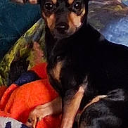 Lilly is registered to the contest to win money with this photo: animal, black_dog, blanket, canine, companion, cozy, cute, dog, domestic_animal, ears, fur, indoor, laying_down, looking_at_camera, paw, pet, relaxed, resting, small_dog, tan_markings