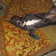 Nina joined the competition — help win amazing prizes! dog, black_dog, lying_down, cushion, orange_cushion, patterned_cushion, sofa, indoor, pet, relaxed, tongue_out, white_chest, vintage, home, furniture, comfort, resting, sleeping_dog, paw, cozy