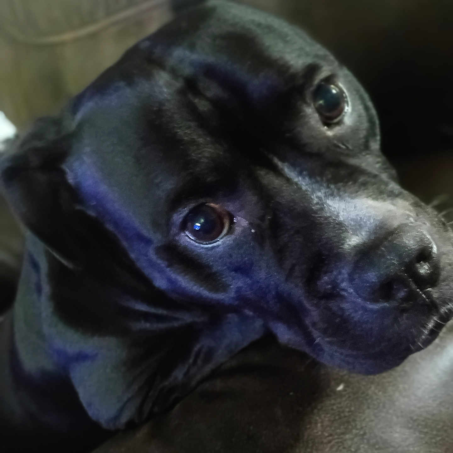 Nina