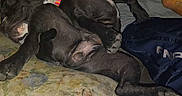 Nina is registered to the contest to win money with this photo: black_dog, casual, collar, comfort, couch, dog, floral_pattern, footwear, furniture, home, indoor, living_room, pants, person, pet, relaxed, resting, sitting, slippers, sock