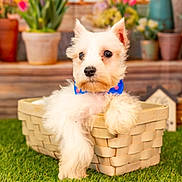 Marley Mcgee is registered to the contest to win money with this photo: puppy, dog, basket, grass, bow_tie, cute, pet, fluffy, animal, outdoor, flower_pot, blurred_background, white_fur, small_dog, garden, pet_accessory, relaxed, domestic_animal, portrait, nature