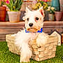 puppy, dog, basket, grass, bow_tie, cute, pet, fluffy, animal, outdoor, flower_pot, blurred_background, white_fur, small_dog, garden, pet_accessory, relaxed, domestic_animal, portrait, nature