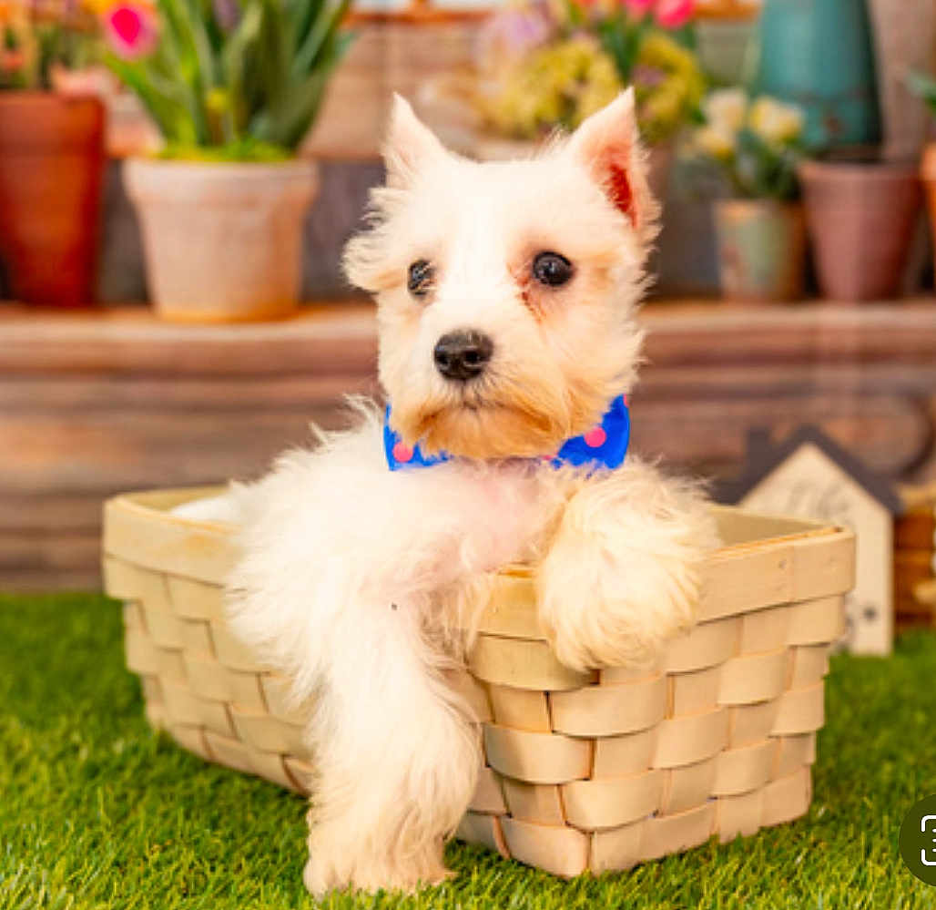 Marley Mcgee is registered to the contest to win money with this photo: puppy, dog, basket, grass, bow_tie, cute, pet, fluffy, animal, outdoor, flower_pot, blurred_background, white_fur, small_dog, garden, pet_accessory, relaxed, domestic_animal, portrait, nature