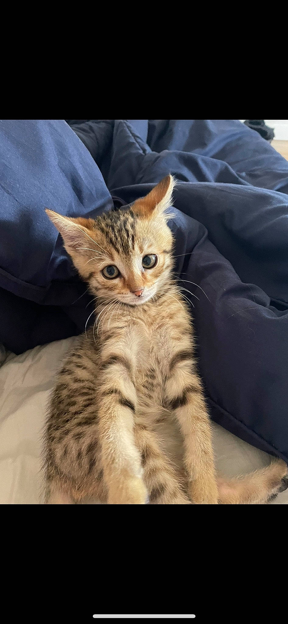 Picha participe au concours pour gagner de l'argent avec cette photo : carnivore, cat, claw, comfort, domestic_short_haired_cat, ear, eye, fawn, felidae, fur, gesture, mammal, paw, sitting, small_to_medium_sized_cats, snout, tail, terrestrial_animal, textile, whiskers