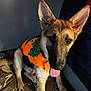 animal, blanket, closeup, costume, curious, cute, decor, dog, ears, face, fur, german_shepherd, indoor, orange, pet, playful, puppy, sitting, tongue_out, young