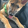 animal, black_floor_mat, canine, car_interior, close_up, cute, dog, ears, fur, german_shepherd, green_harness, indoor, looking, lying_down, paws, pet, playful, puppy, tongue, young_dog