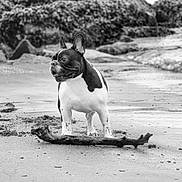 Finley is registered to the contest to win money with this photo: dog, beach, sand, stick, rock, water, outdoor, animal, black_and_white, nature, seaweed, shore, small_dog, portrait, canine, quiet, coast, scenic, alone, daytime